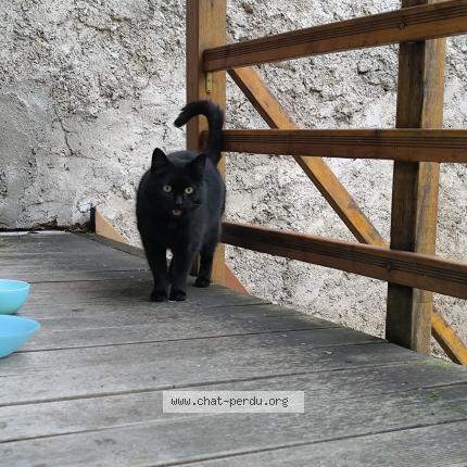 Photo 1/1 Chat retrouvé Trouvé à Charmes La Cote