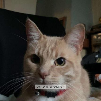 Photo de chat perdu à Breteil