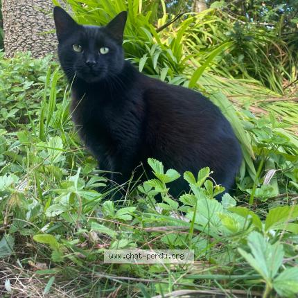 Photo de chat perdu à Rosporden