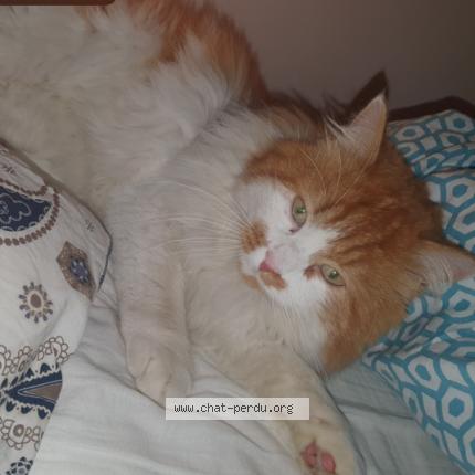 Photo de chat perdu à Le Plessis Robinson