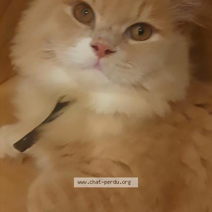Photo 1/1 Kais Chat perdu à Rubelles