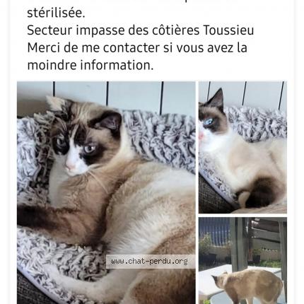 Photo 1/1 Thanis Chat perdu à Toussieu
