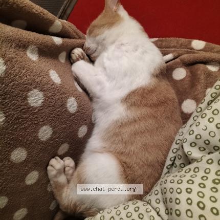 Photo de chat perdu à Cult