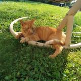 Photo de chat perdu à Journans