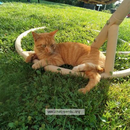 Photo 1/1 Chat retrouvé Perdu à Journans