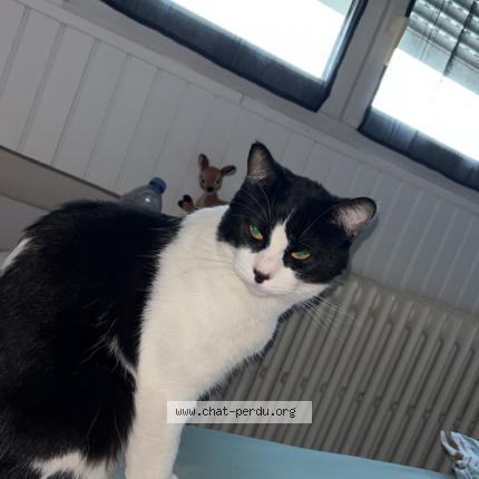 Photo de chat perdu à Hayange