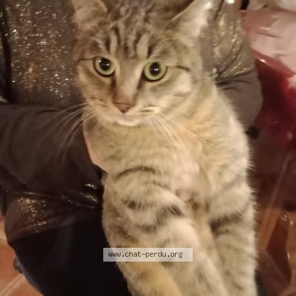 Photo de chat trouvé à Montbozon