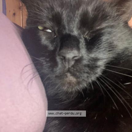 Photo 1/1 PINOU Chat perdu à Villecerf