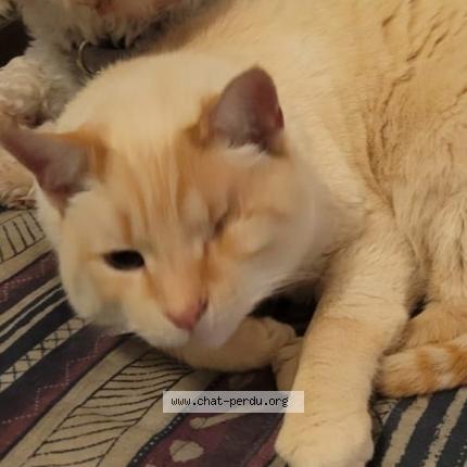 Photo de chat perdu à Chartres De Bretagne