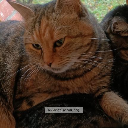 Photo de chat perdu à Mont De Marsan