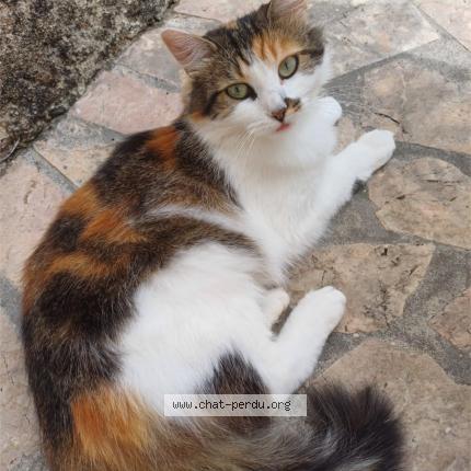 Photo de chat perdu à Saint Lattier