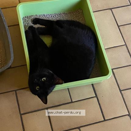 Photo 1/1 Chat retrouvé Perdu à Montreuil juigne