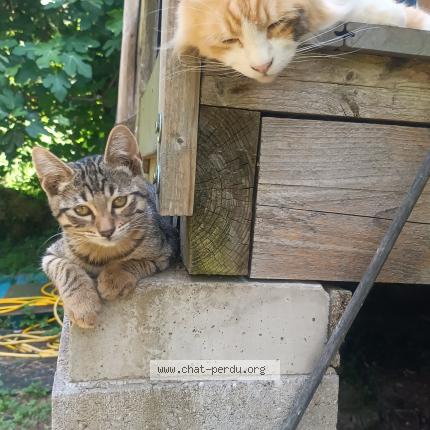 Photo 1/1 Chat retrouvé Perdu à Saverdun