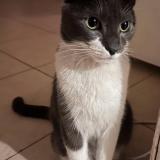 Photo de chat perdu à Capital Federal