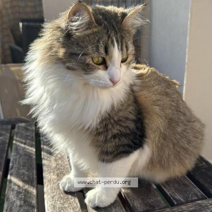 Photo 1/2 Chat retrouvé Perdu à Montmorot