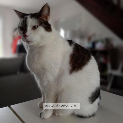 Photo 1/1 Chat retrouvé Perdu à Montlouis Sur Loire