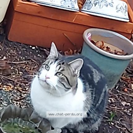 Photo 1/1 Chat retrouvé Trouvé à Rueil Malmaison