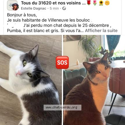 Photo de chat perdu à Villeneuve Les Bouloc