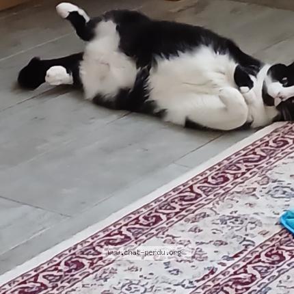 Photo de chat perdu à Metz