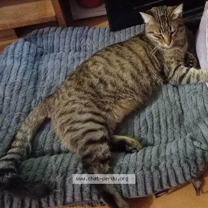 Photo 1/1 Chat retrouvé Perdu à Nans Les Pins
