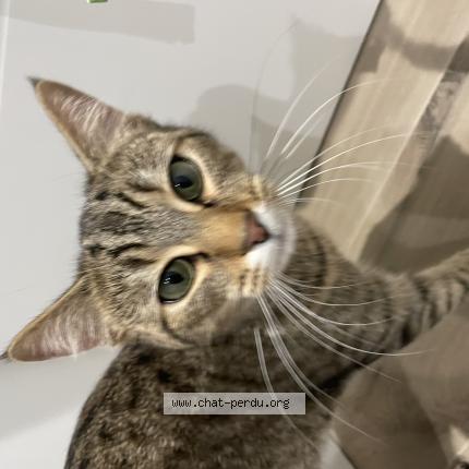Photo de chat trouvé à Verson