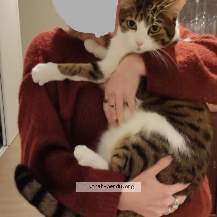 Photo 1/1 Orion Chat perdu à Charre