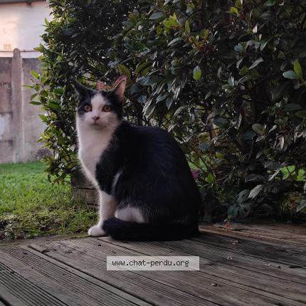 Photo de chat perdu à Merignac