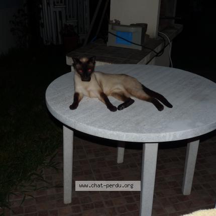Photo de chat perdu à Saint Maixant
