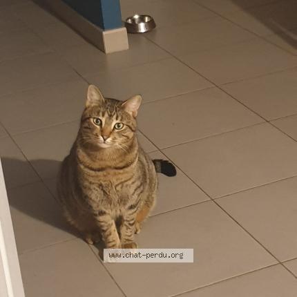 Photo de chat perdu à Morieres