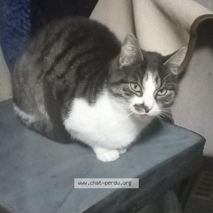 Photo 1/1 Chat retrouvé Perdu à Givors