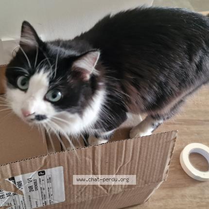 Photo de chat perdu à Izeaux