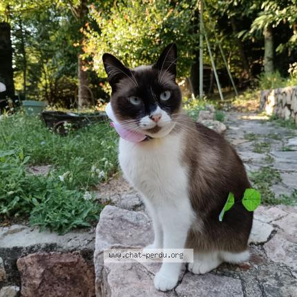 Photo de chat perdu à Lantignie