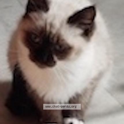 Photo de chat trouvé à Villefranche De Rouergue