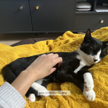 Photo de chat perdu à Paris