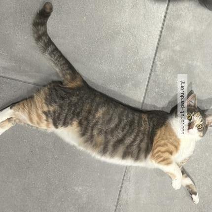 Photo 1/2 Uly Chat perdu à Morigny champigny