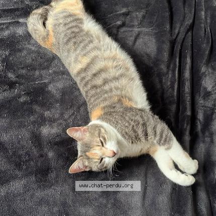 Photo 2/2 Uly Chat perdu à Morigny champigny