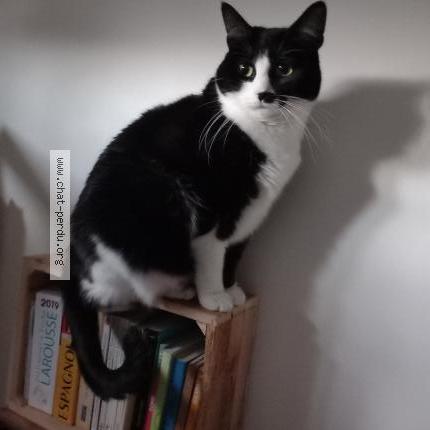 Photo de chat perdu à Alfortville