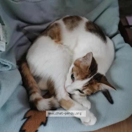 Photo 1/1 Chat retrouvé Perdu à Orleans