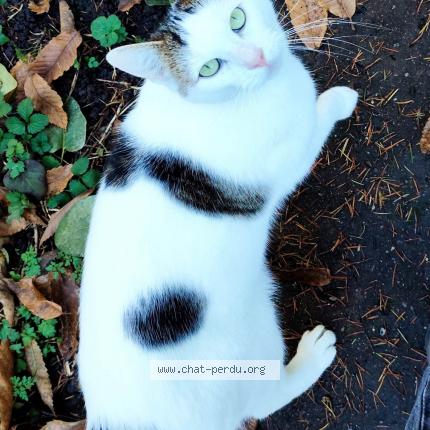 Photo de chat trouvé à Hilsenheim
