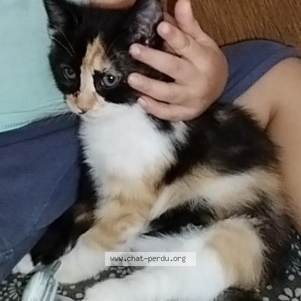 Photo de chat perdu à Marseille