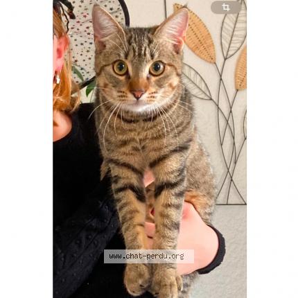 Photo 2/2 Chat retrouvé Perdu à Verdun