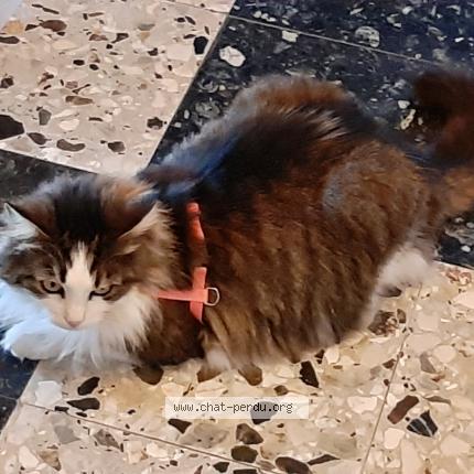Photo de chat perdu à Rouilly