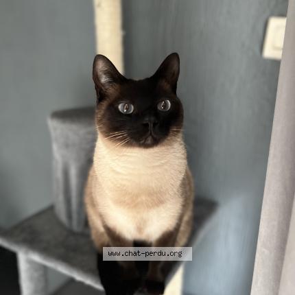 Photo de chat perdu à La Croix En Brie