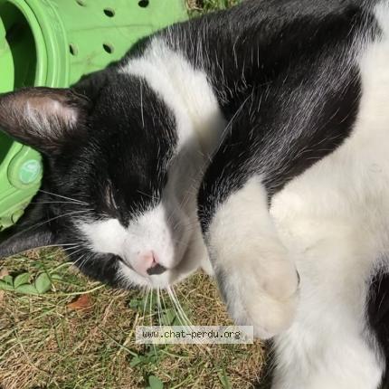 Photo de chat perdu à Pleslin Trigavou