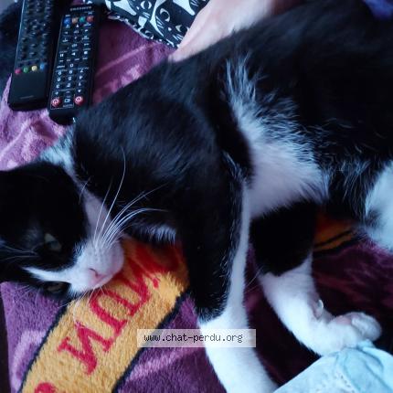 Photo de chat perdu à Guidel