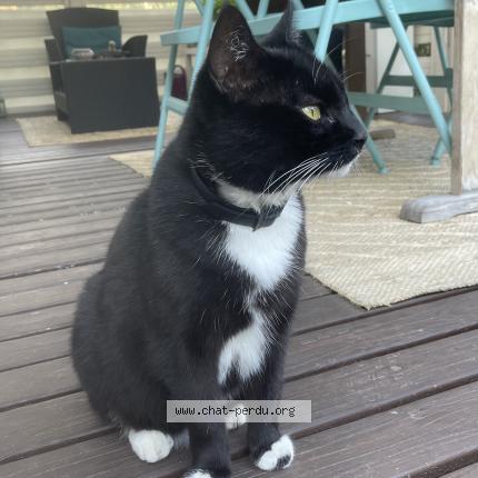 Photo de chat perdu à Capbreton
