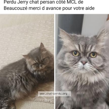 Photo de chat perdu à Beaucouze