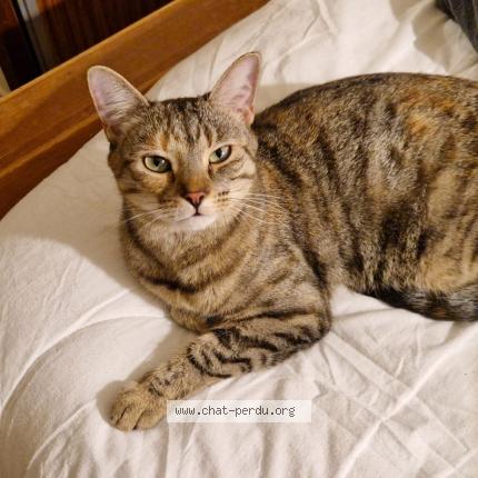 Photo 1/1 Chat retrouvé Perdu à Villemoisson Sur Orge