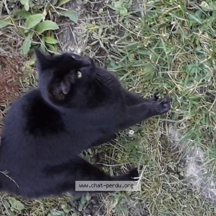Photo 1/1 Chat retrouvé Trouvé à Vermenton
