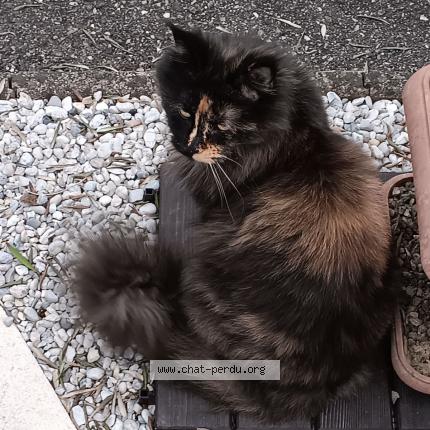 Photo 1/1 CHACHA Chat perdu à Brax